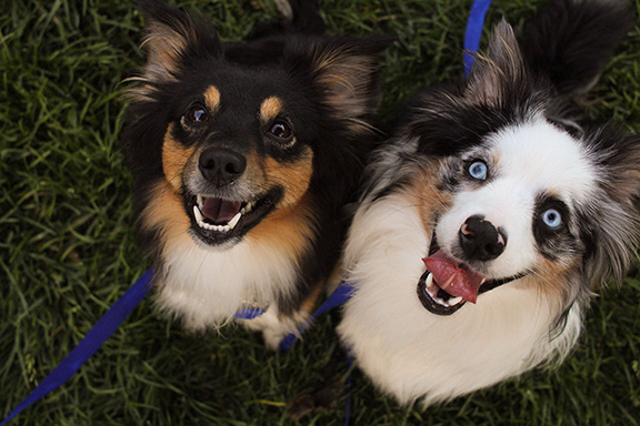 When Fido Becomes a Liability: Why Integrators Need a Client Dog Policy